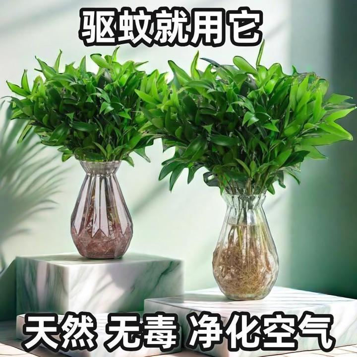 驱蚊竹柏夏季防蚊植物水培水养室内四季好养绿植盆景盆景桌面花卉