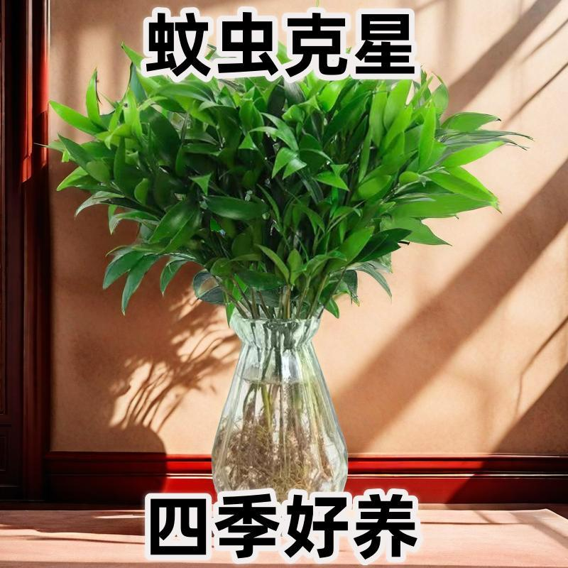 植物夏季防蚊桌面盆景驱蚊竹柏绿植盆景大气四季好养花卉室内水培