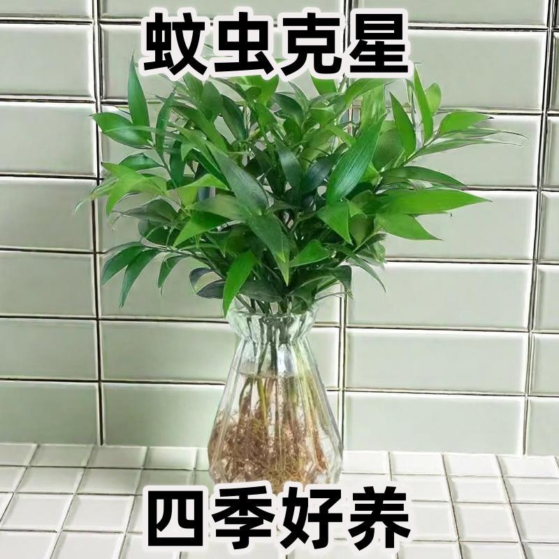 水培驱蚊竹柏客厅花卉盆景好养易活植物盆栽办公室内水养绿植防蚊