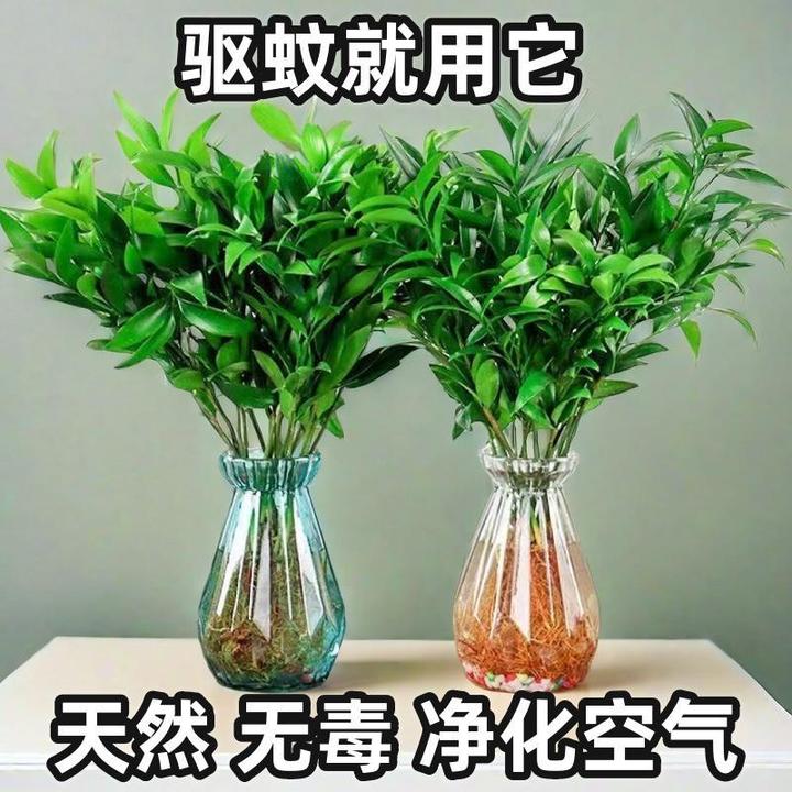 驱蚊竹柏水培好养易活盆景水养植物盆栽防蚊办公室内客厅花卉绿植