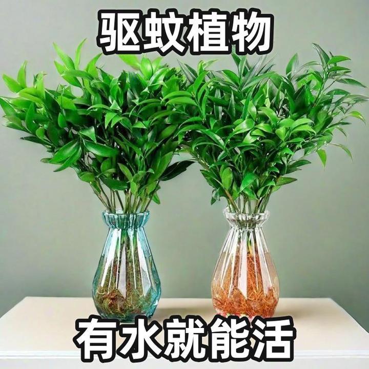 驱蚊竹柏花卉办公室内水养防蚊植物盆栽好养易活客厅水培绿植盆景