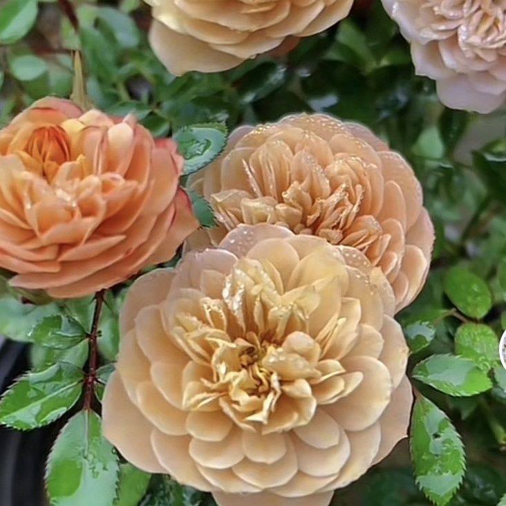 微月焦糖布丁扦插苗嫌小慎拍爆花勤花多头好养易活室外绿植小盆栽