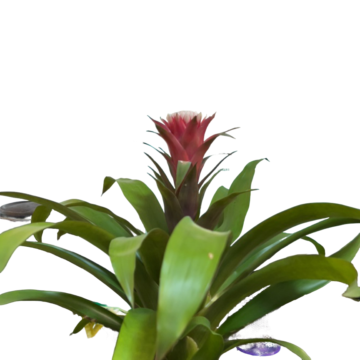 （水塔花）西藏各地区都发货