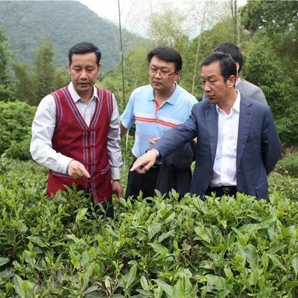 方家山生态有机茶园2016年有机虫叶寿眉100g袋装 白茶