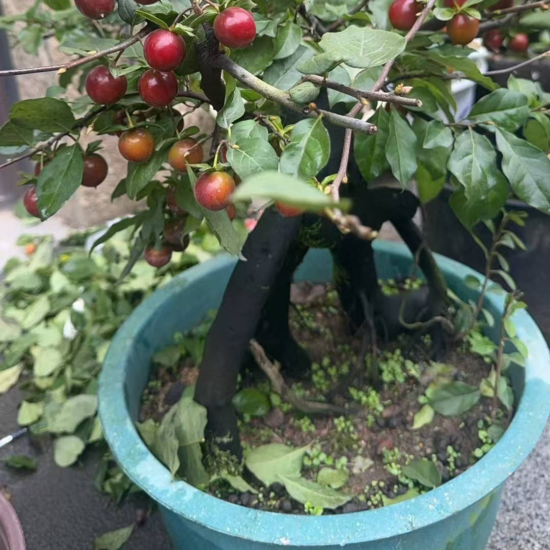 老鸦柿绿植桩型素材盆景10-600老鸦柿盆景