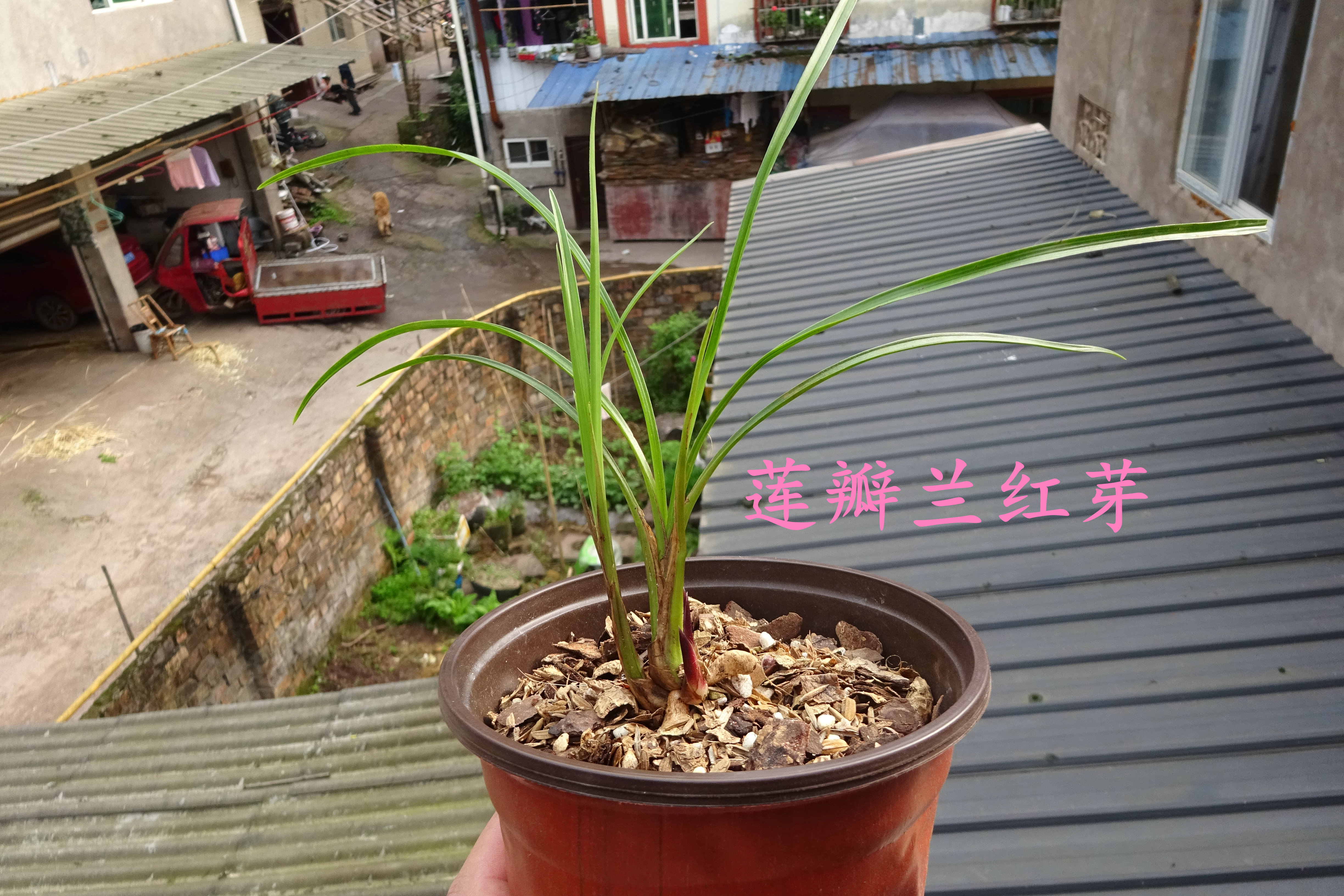 兰花直播专属1号链接