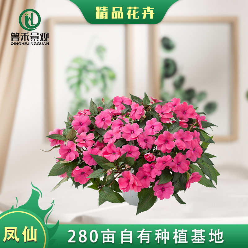 凤仙花粉色盆栽简约装饰花卉观赏绿化真花大花苞产地现货户外绿植