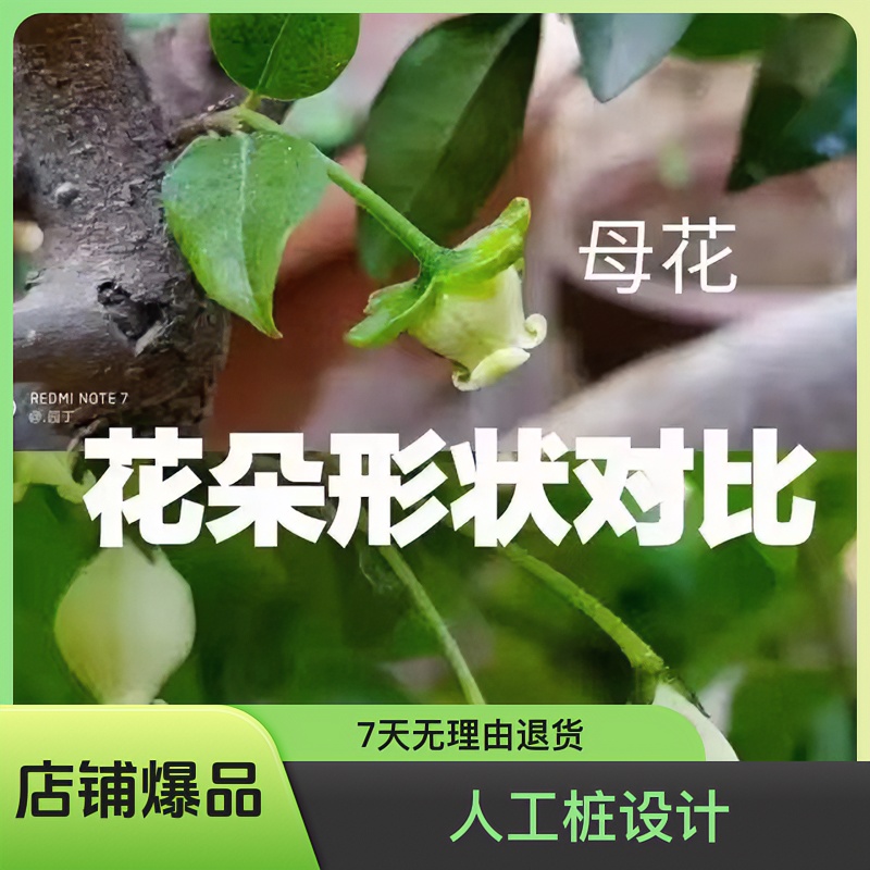 金弹子瓶兰花原生血红