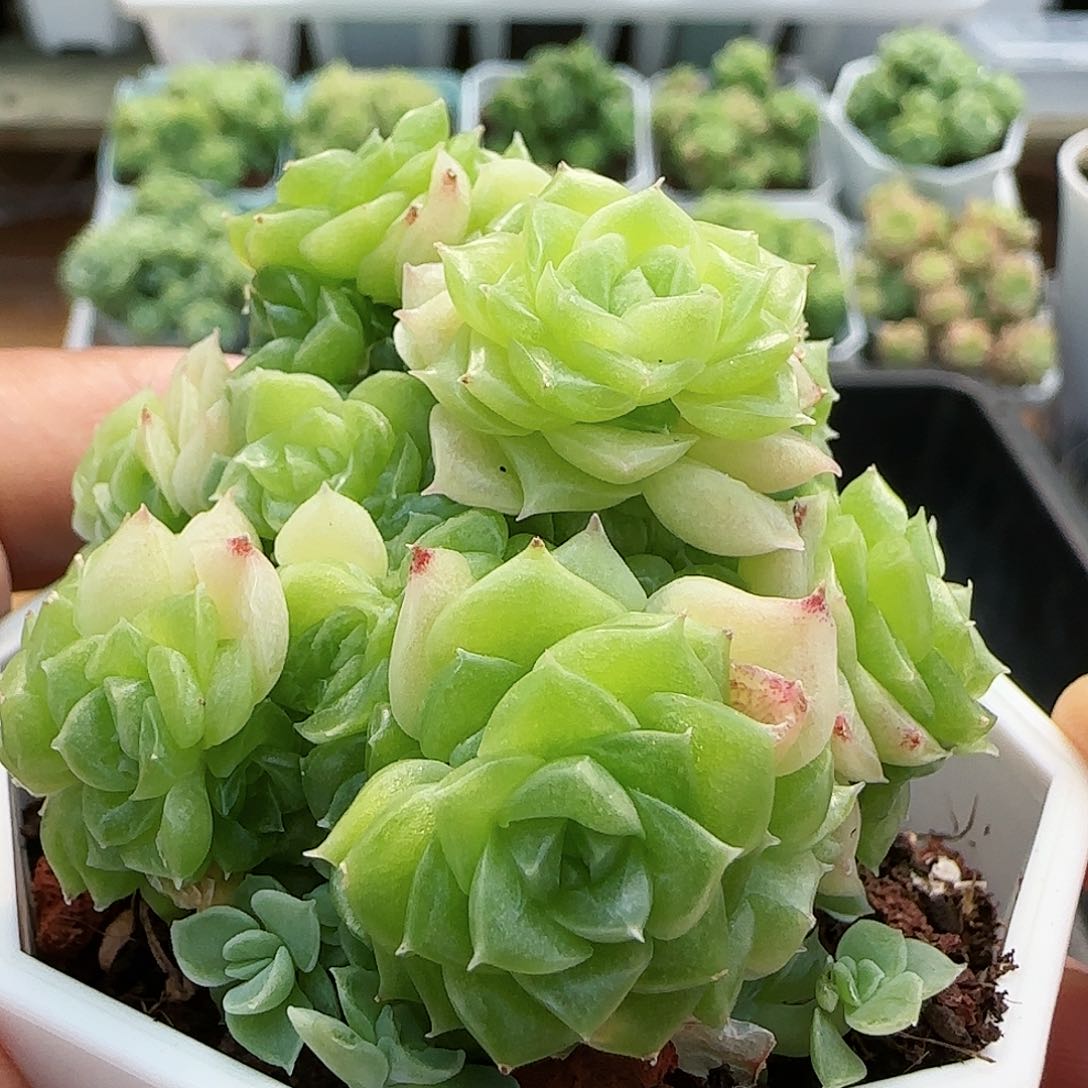 【闪购商品】0816-79玉透优选麦杆