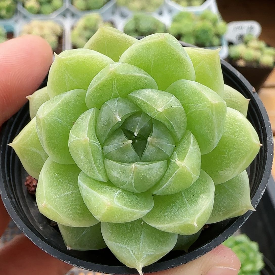 【闪购商品】0726-28包子麦杆