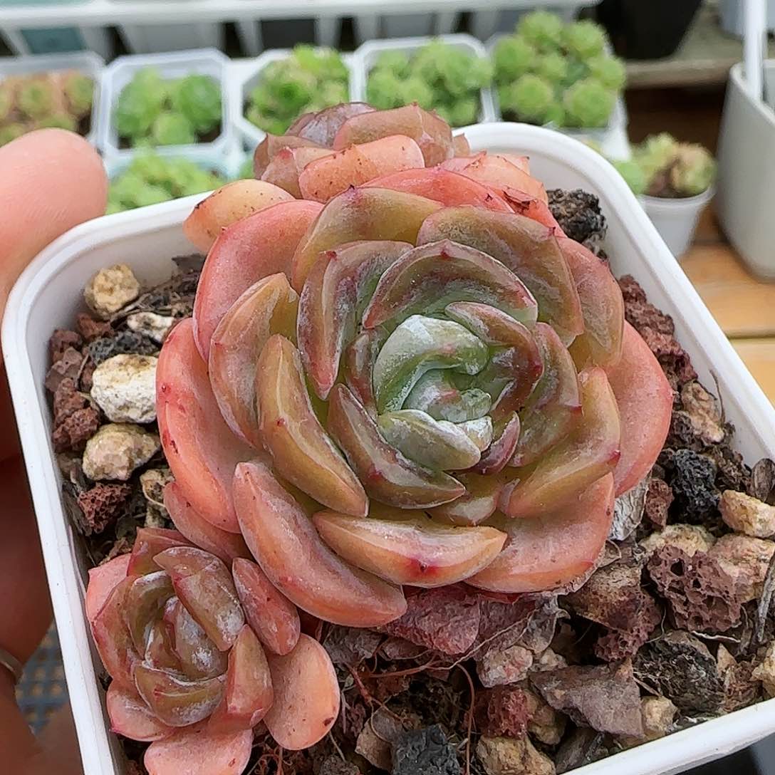 【闪购商品】0730-44容晶