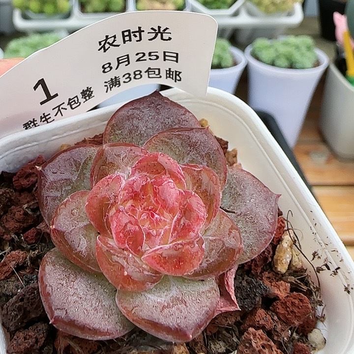 【闪购商品】0825-1珍妮