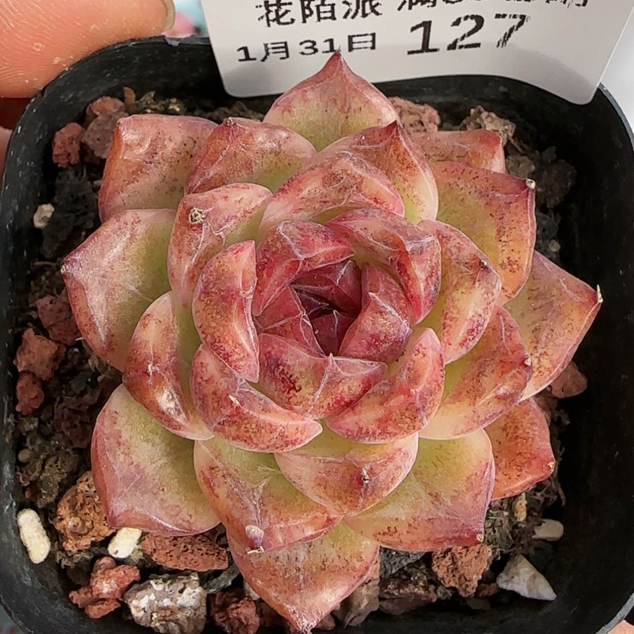 【闪购商品】红陶15cm以下0131-127黑水晶玫瑰