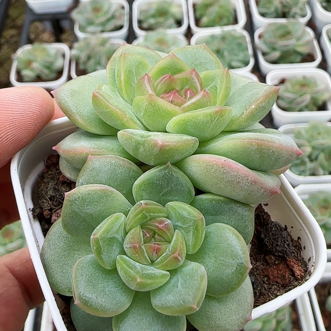 【闪购商品】0730-94琴心