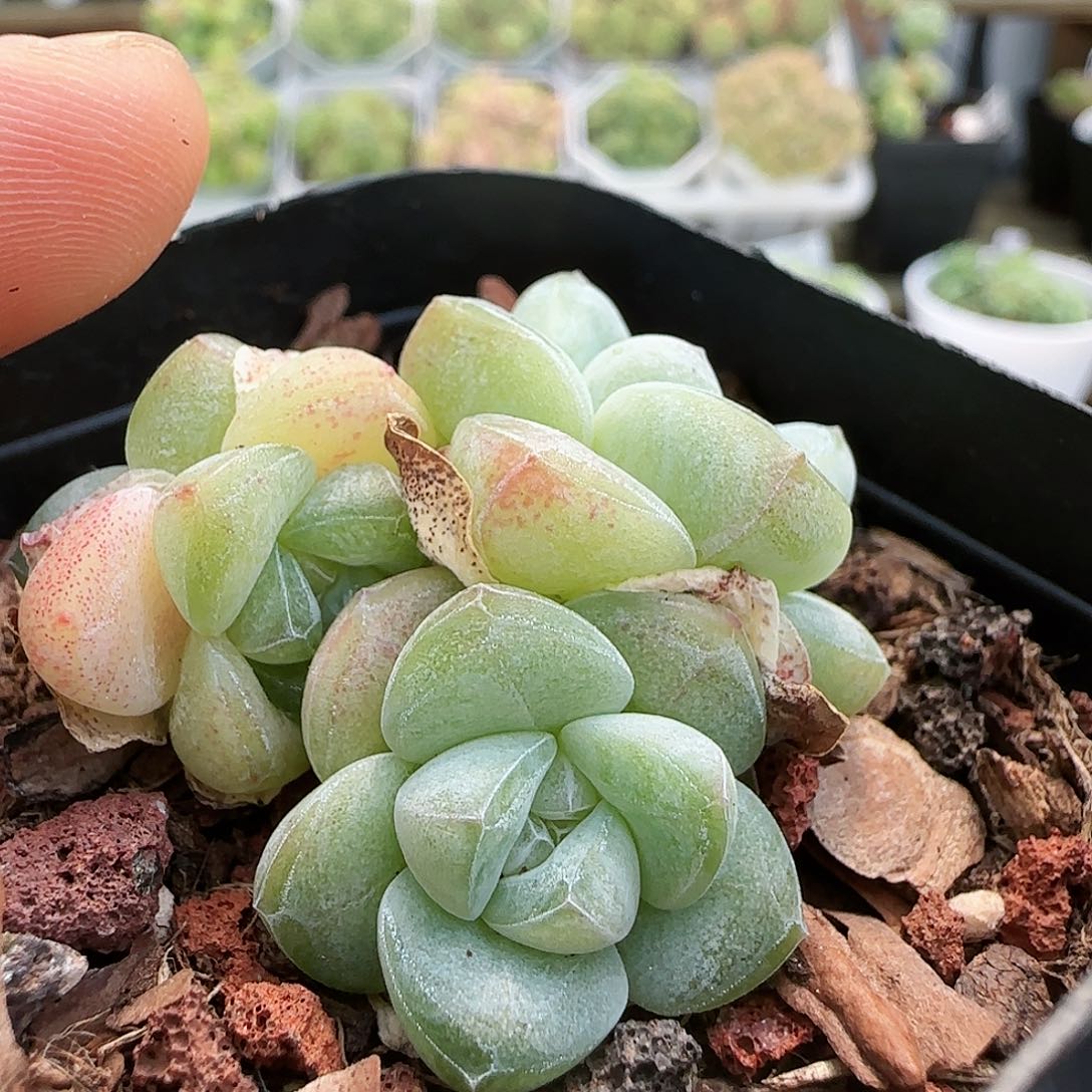 【闪购商品】0828-63奶油冰玉