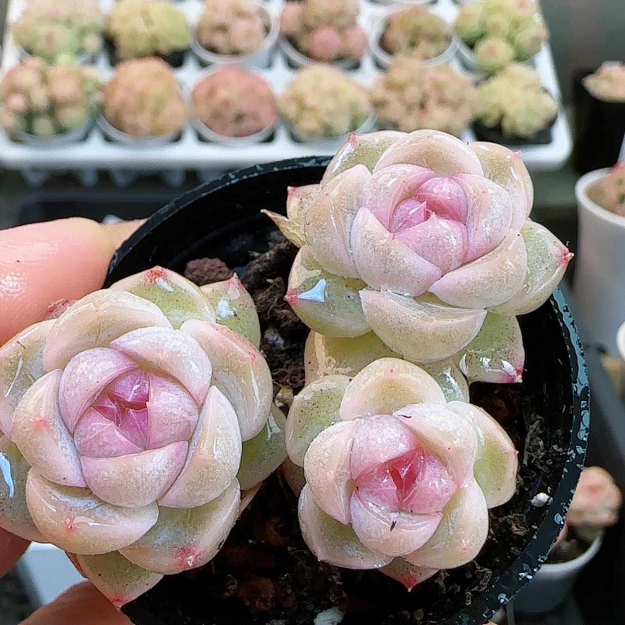 【闪购商品】红陶15cm以下0127-148霓虹珍妮