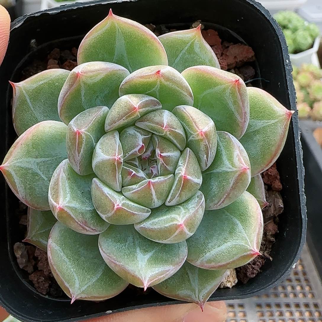 【闪购商品】0816-68雪花珍妮