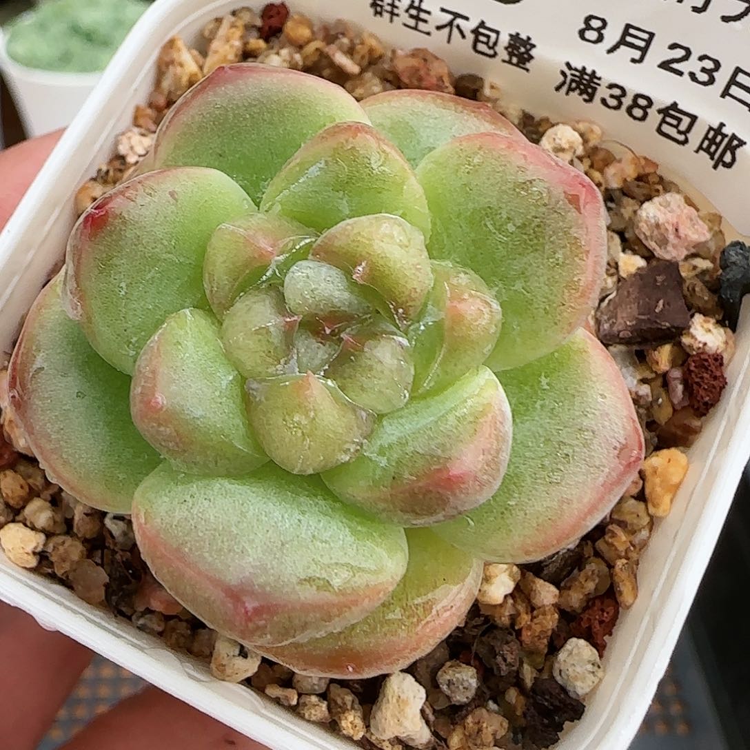 【闪购商品】0823-195粉色奇缘