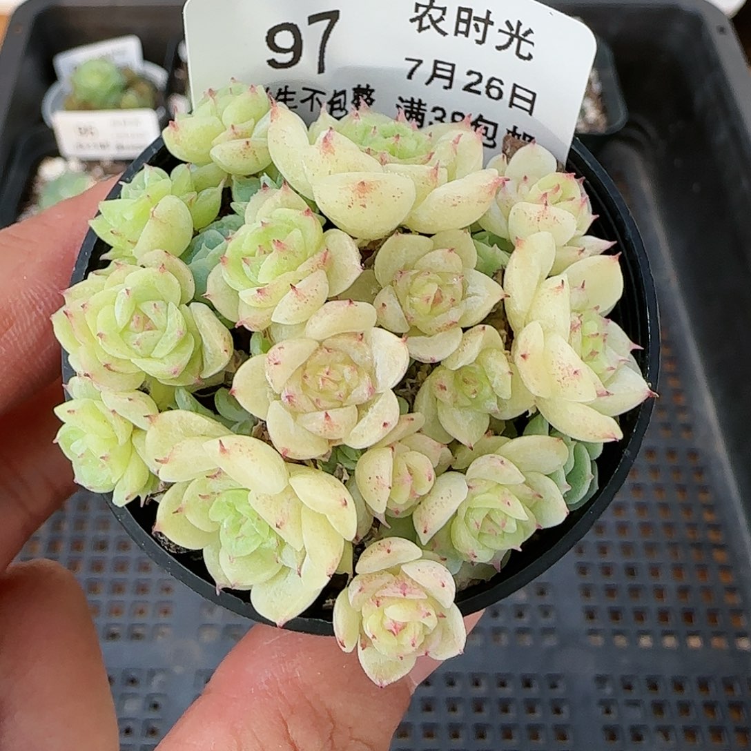 【闪购商品】0726-97花朵麦杆