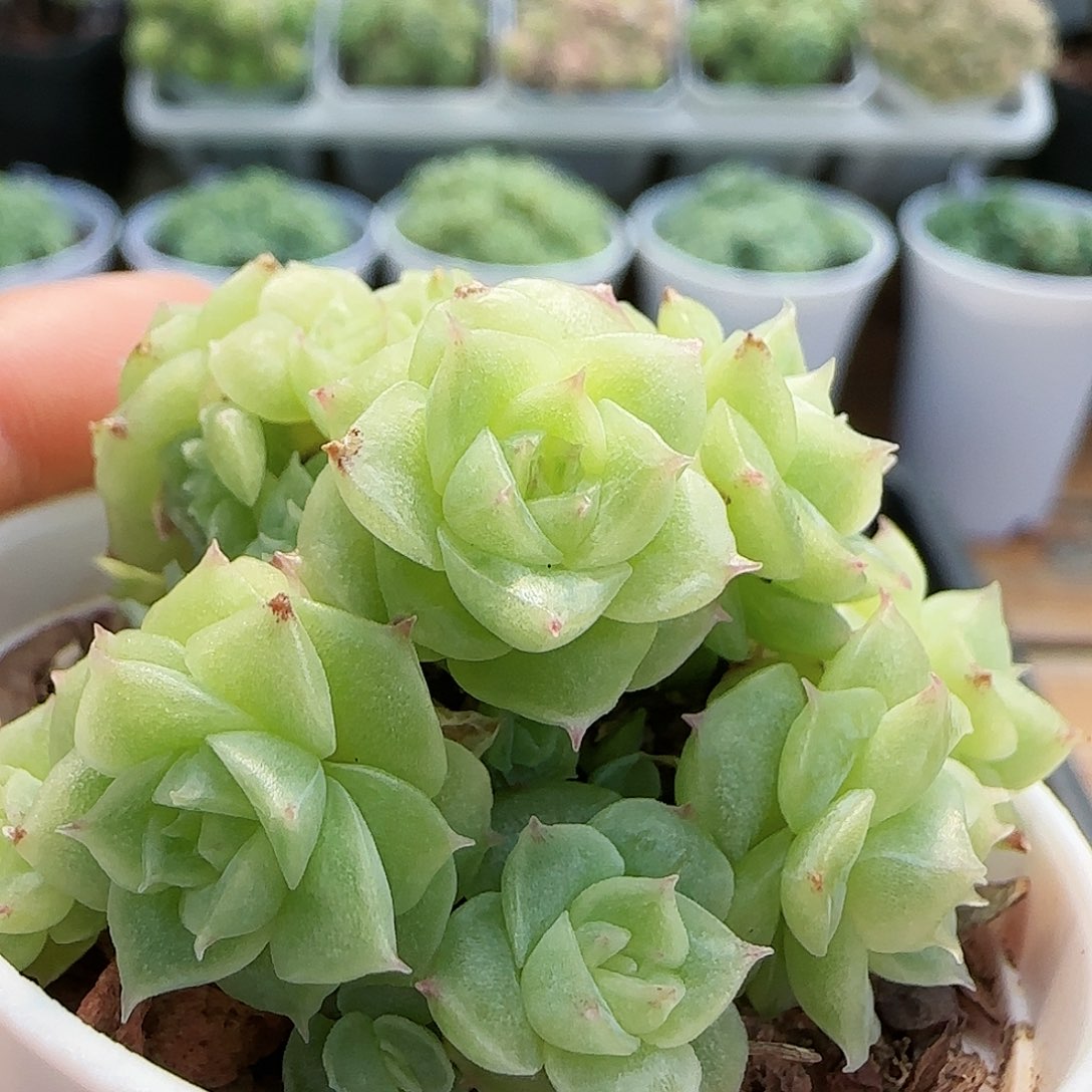 【闪购商品】0829-64花朵麦杆