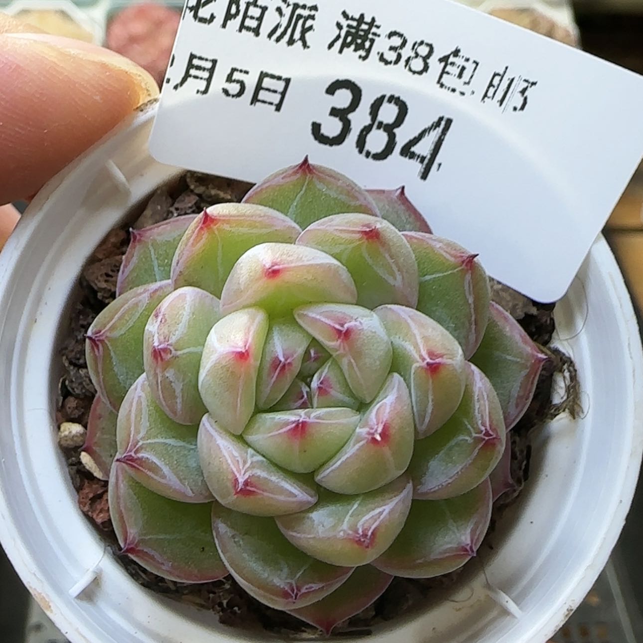 【闪购商品】红陶15cm以下0205-384雪花珍妮