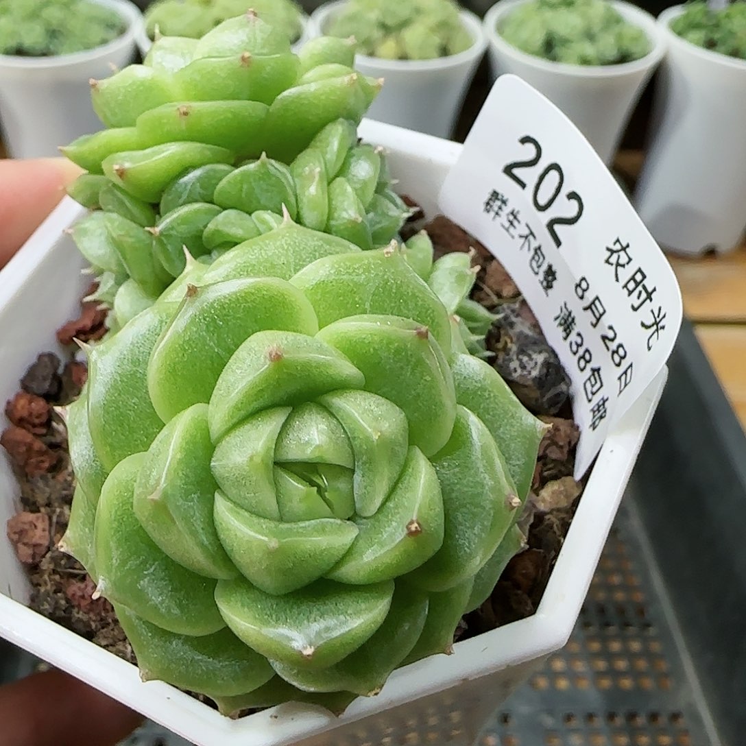 【闪购商品】0828-202麦杆