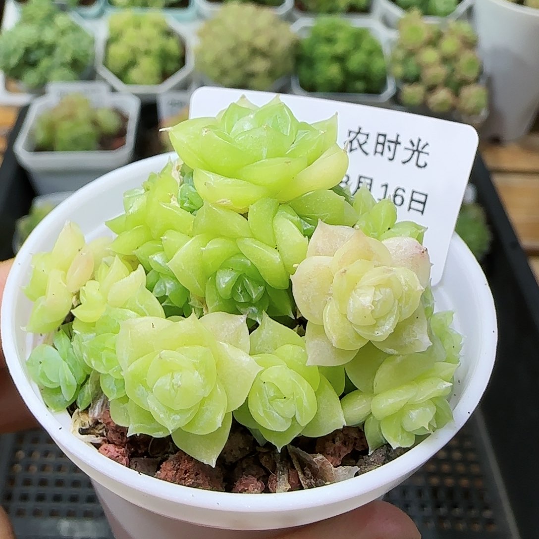【闪购商品】0816-262花朵麦杆