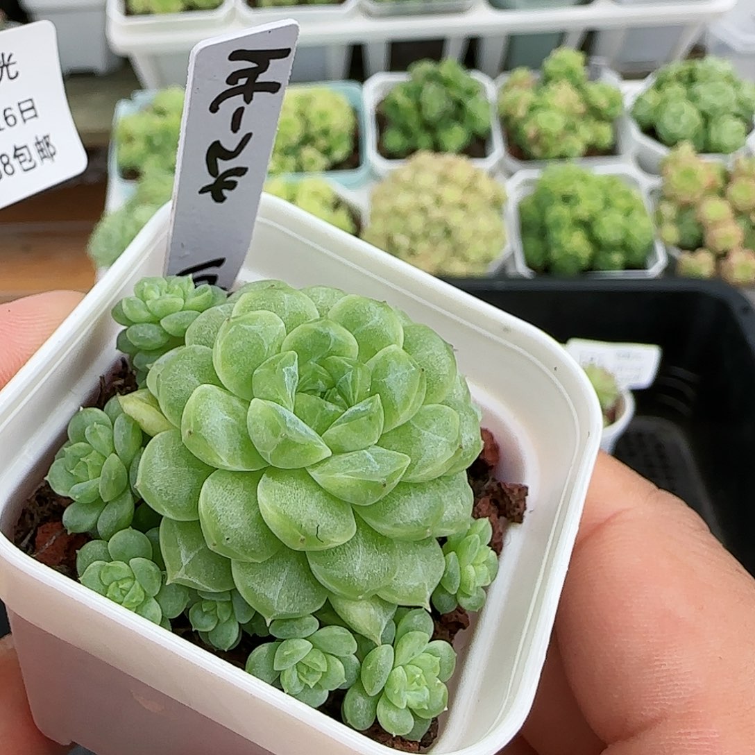 【闪购商品】0816-132（ht-24）