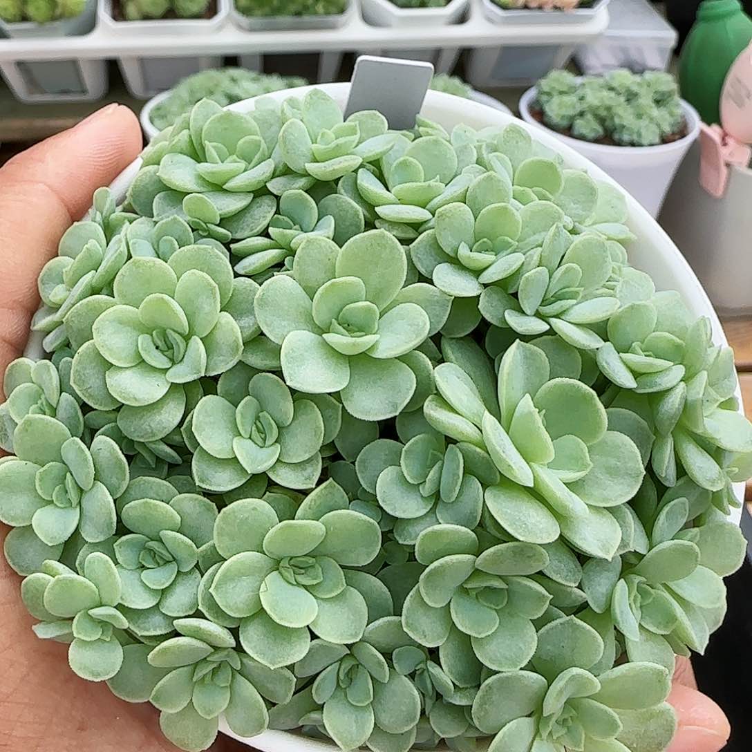 【闪购商品】0824-43花朵优选麦杆