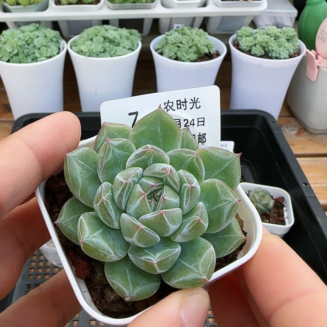 【闪购商品】0824-7雪花珍妮