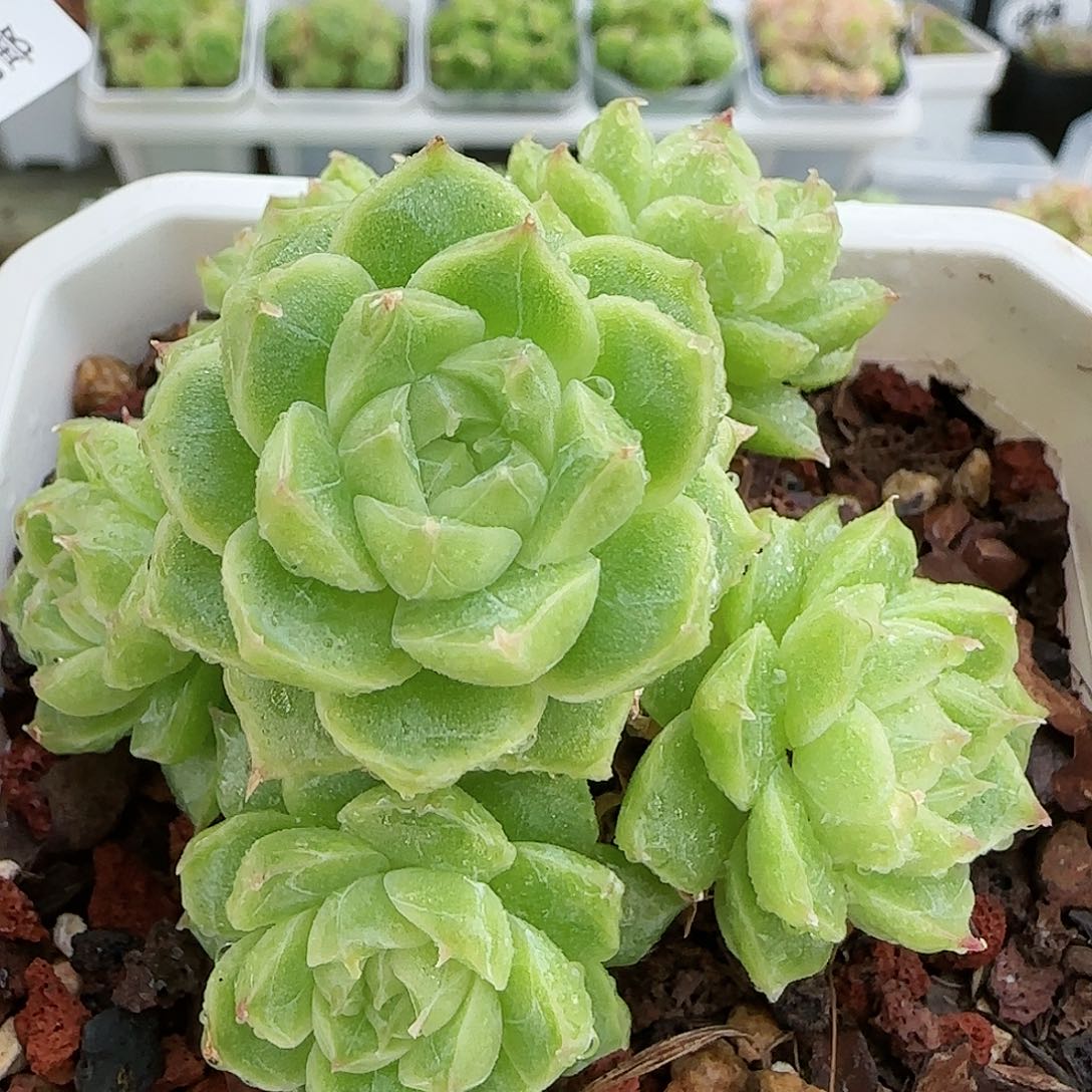 【闪购商品】0817-22优选麦杆