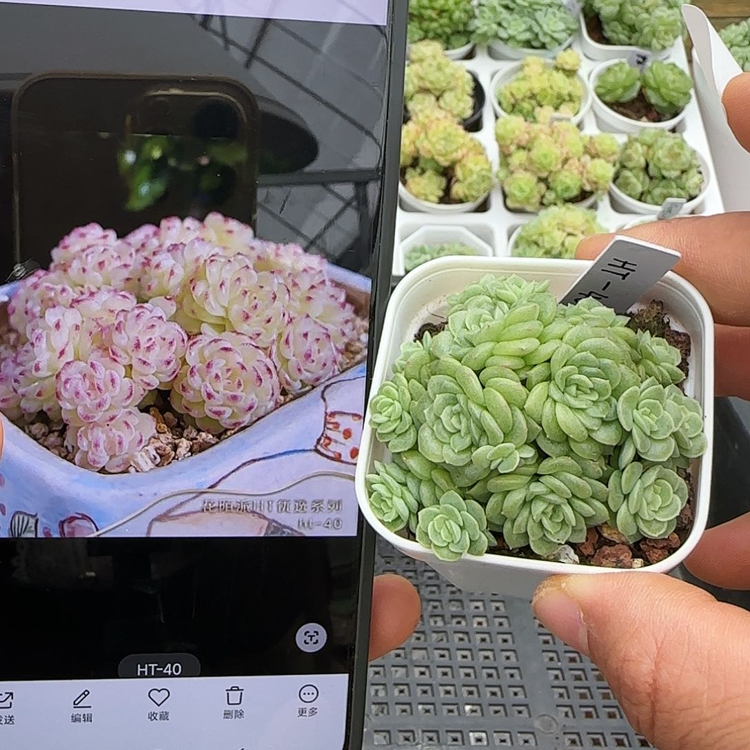 【闪购商品】0924-71（ht-40）