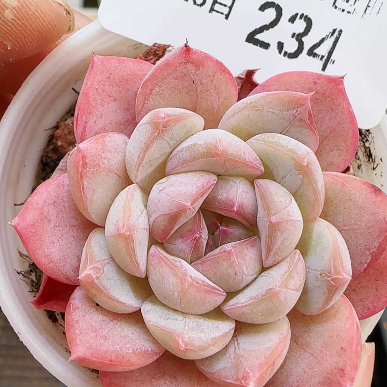 【闪购商品】红陶15cm以下0126-234白桃汽水