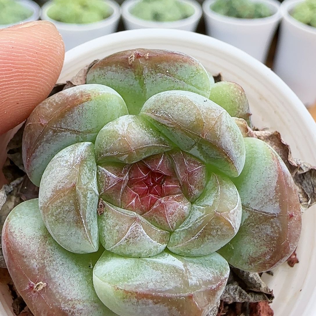 【闪购商品】0830-82白桃