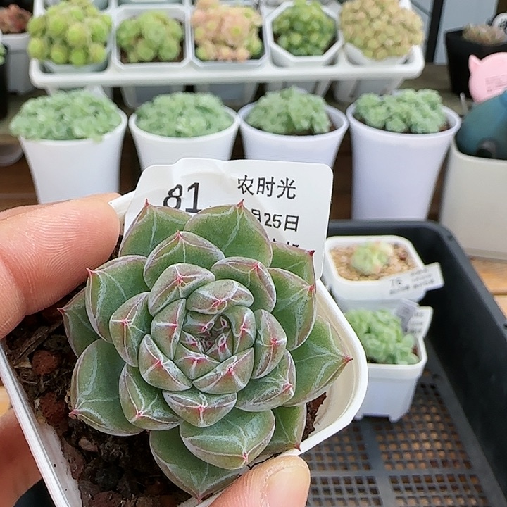 【闪购商品】0825-81雪花珍妮