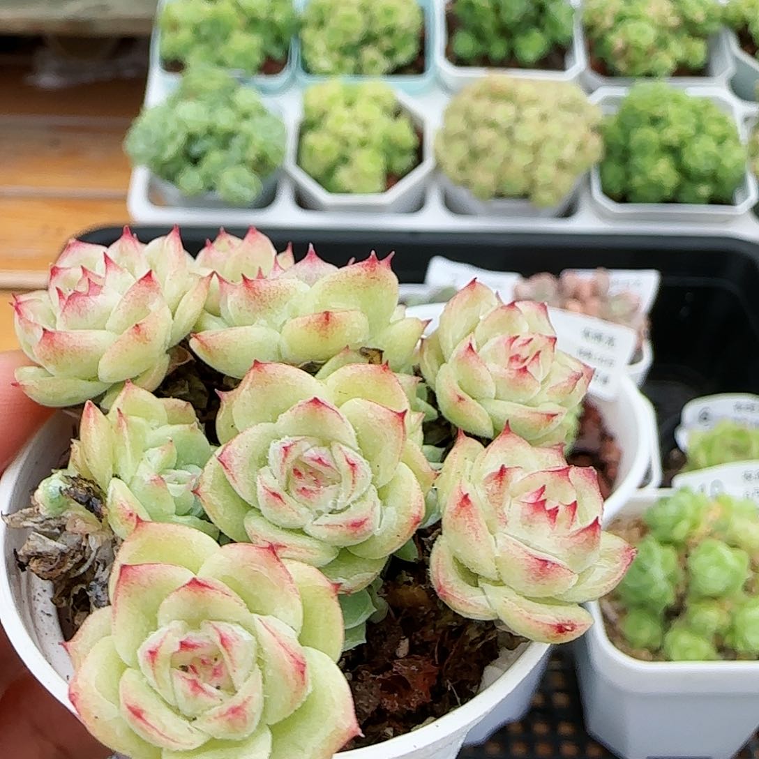 【闪购商品】0816-13边线花朵麦杆