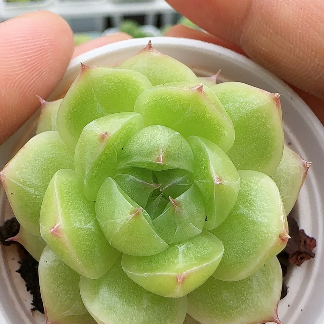 【闪购商品】0818-170包子麦杆