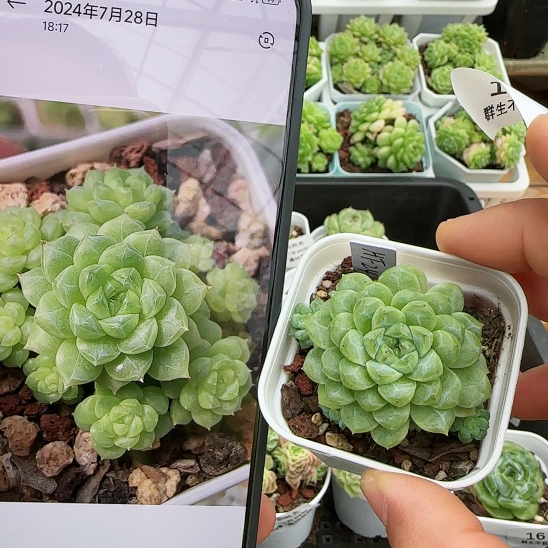【闪购商品】0729-18（ht-24）