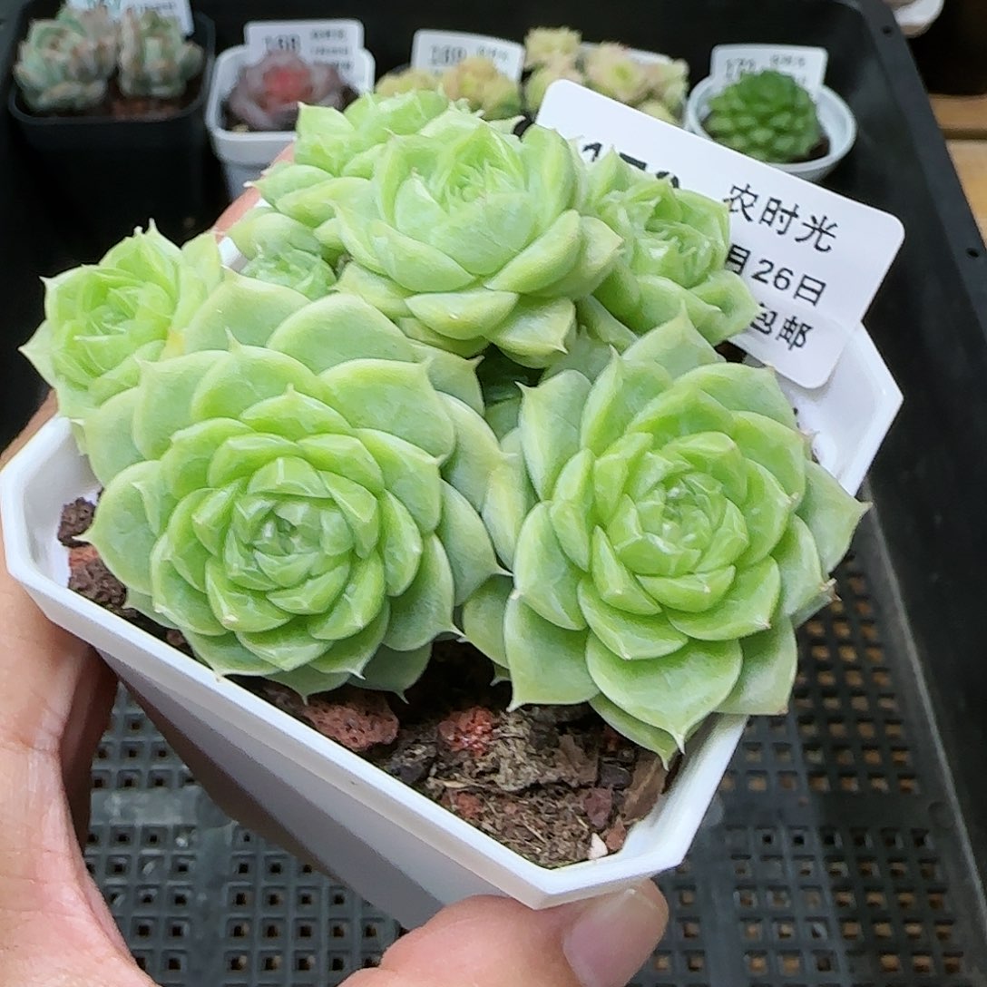 【闪购商品】0726-172优选麦杆