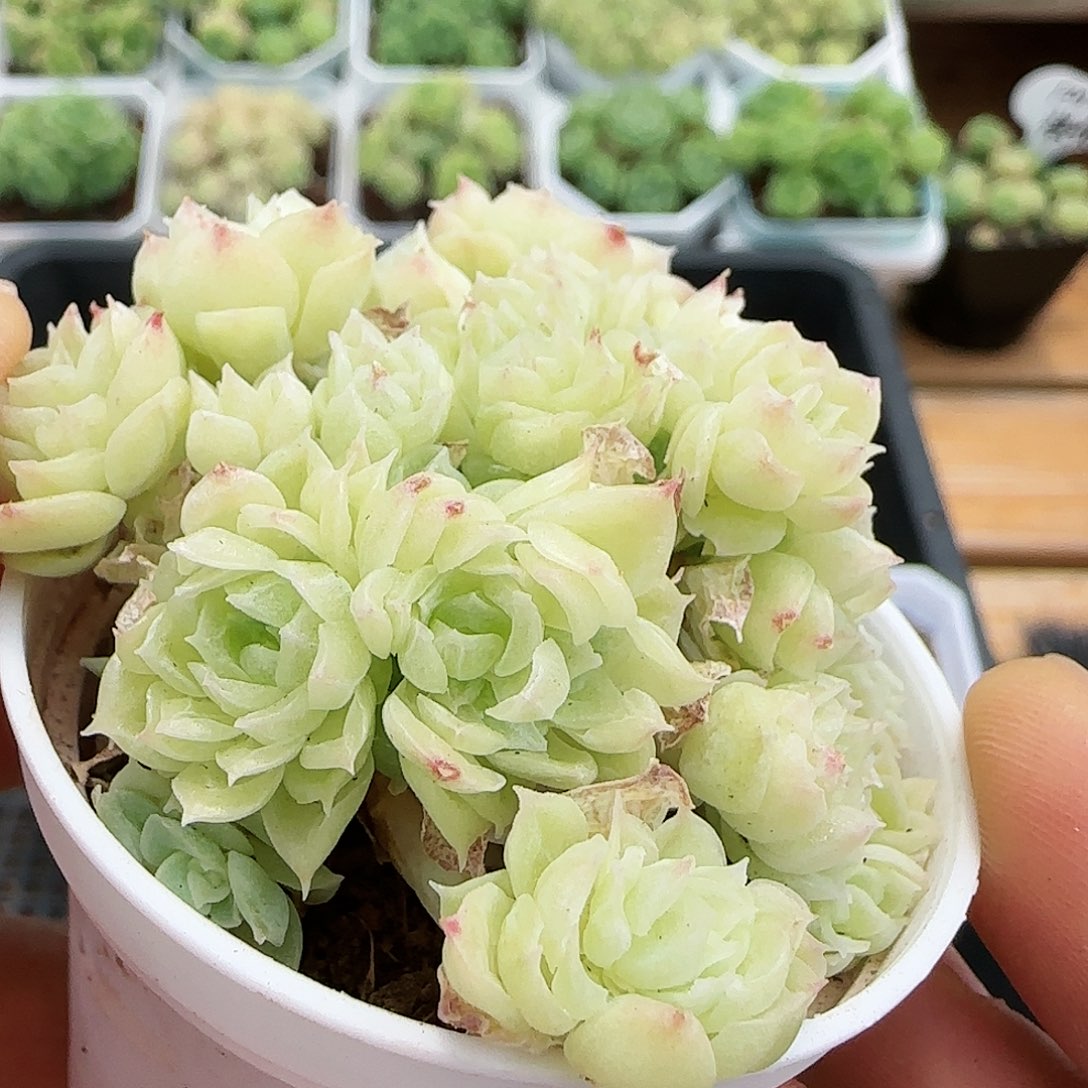 【闪购商品】0724-122珠光麦杆