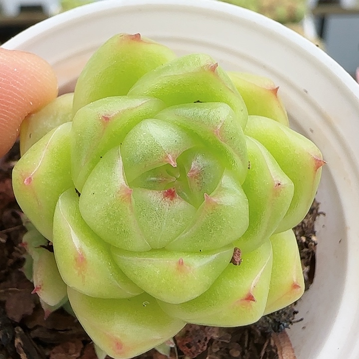 【闪购商品】0825-166包子麦杆