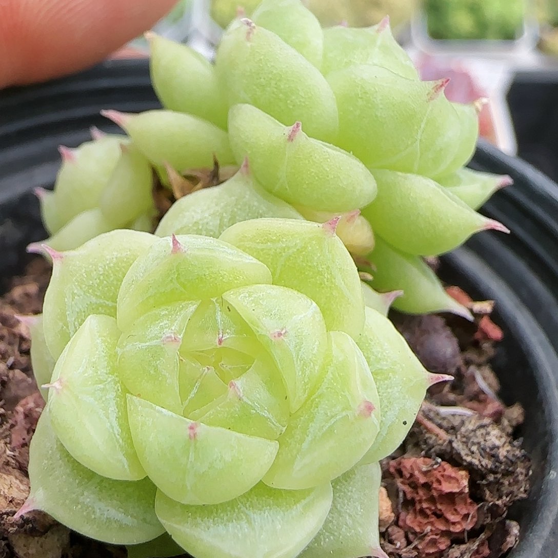 【闪购商品】0817-78珍妮心麦杆
