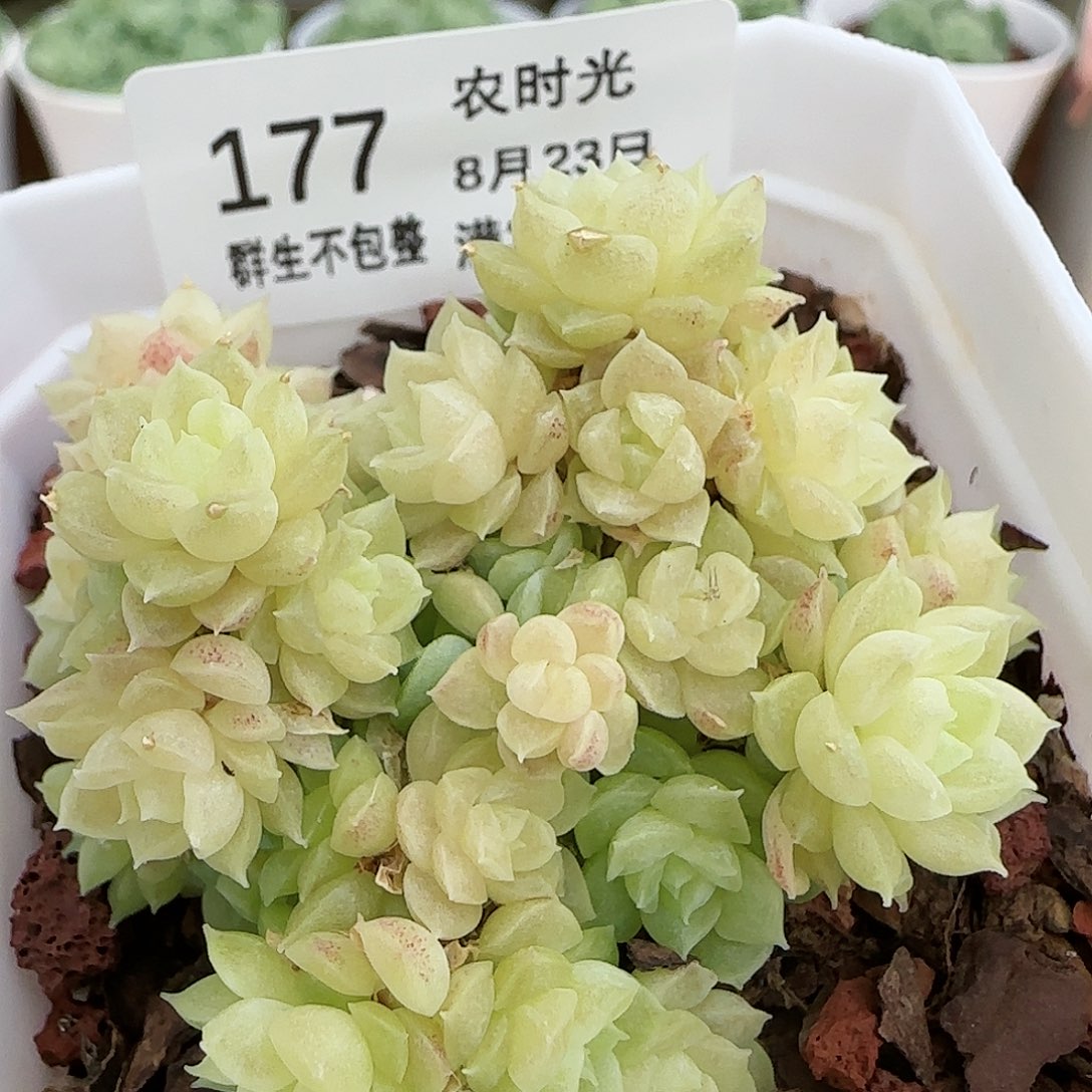 【闪购商品】0823-177珠光麦杆