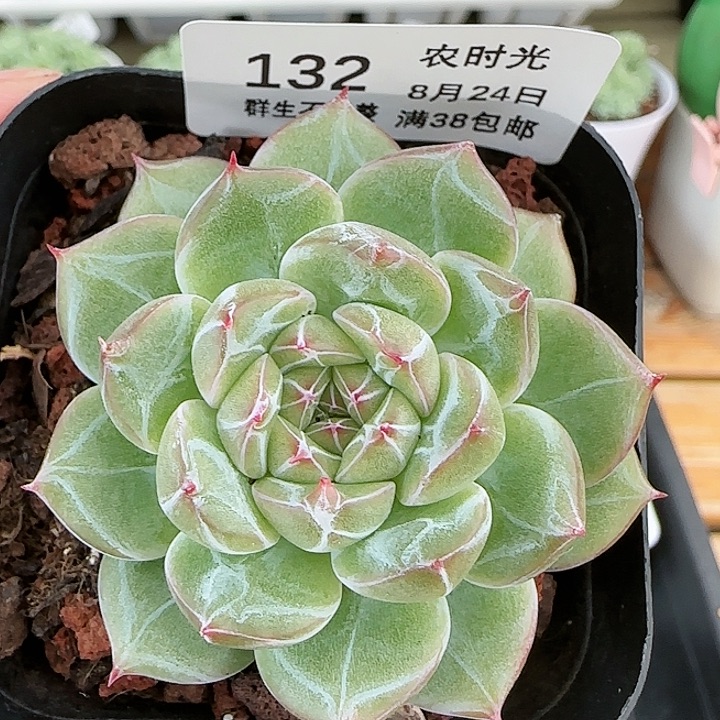 【闪购商品】0824-132雪花珍妮