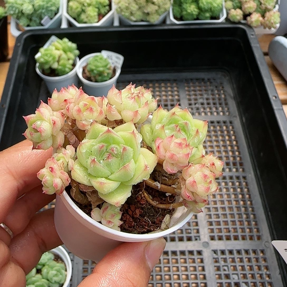 脆**猪【闪购商品】0817-94包子麦杆