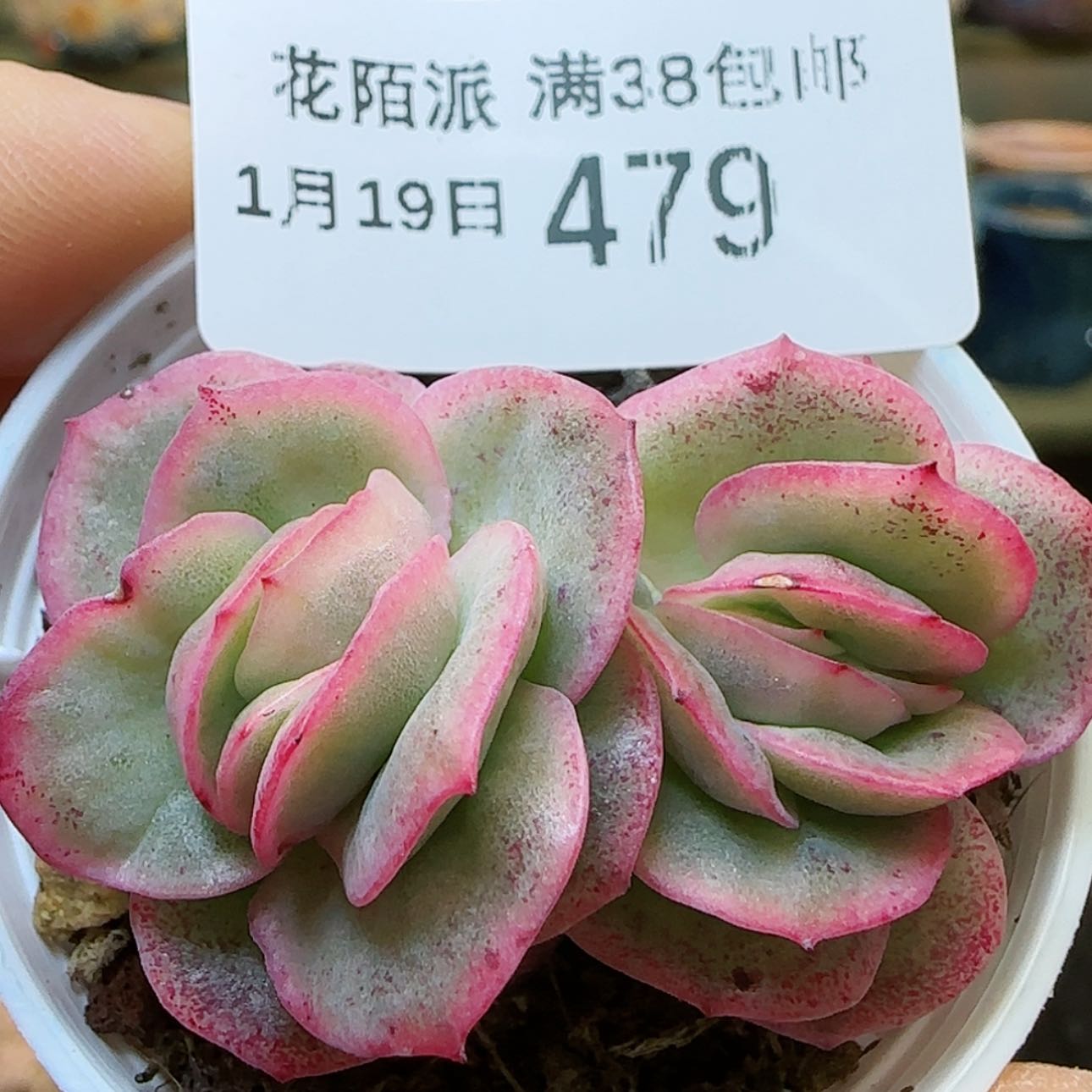 【闪购商品】红陶15cm以下0119-479冰玫瑰锦