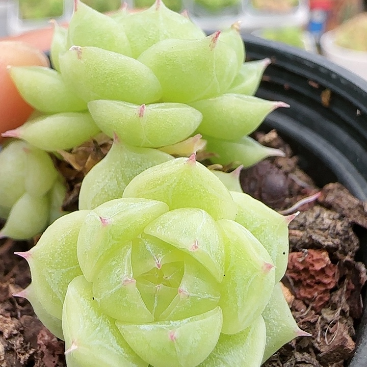 【闪购商品】0819-67珍妮心麦杆