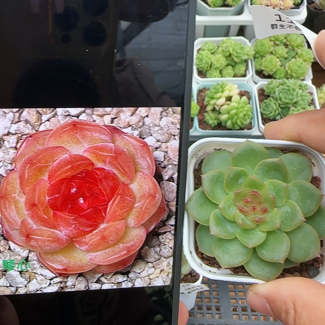 [闪购商品]0731-11琴心