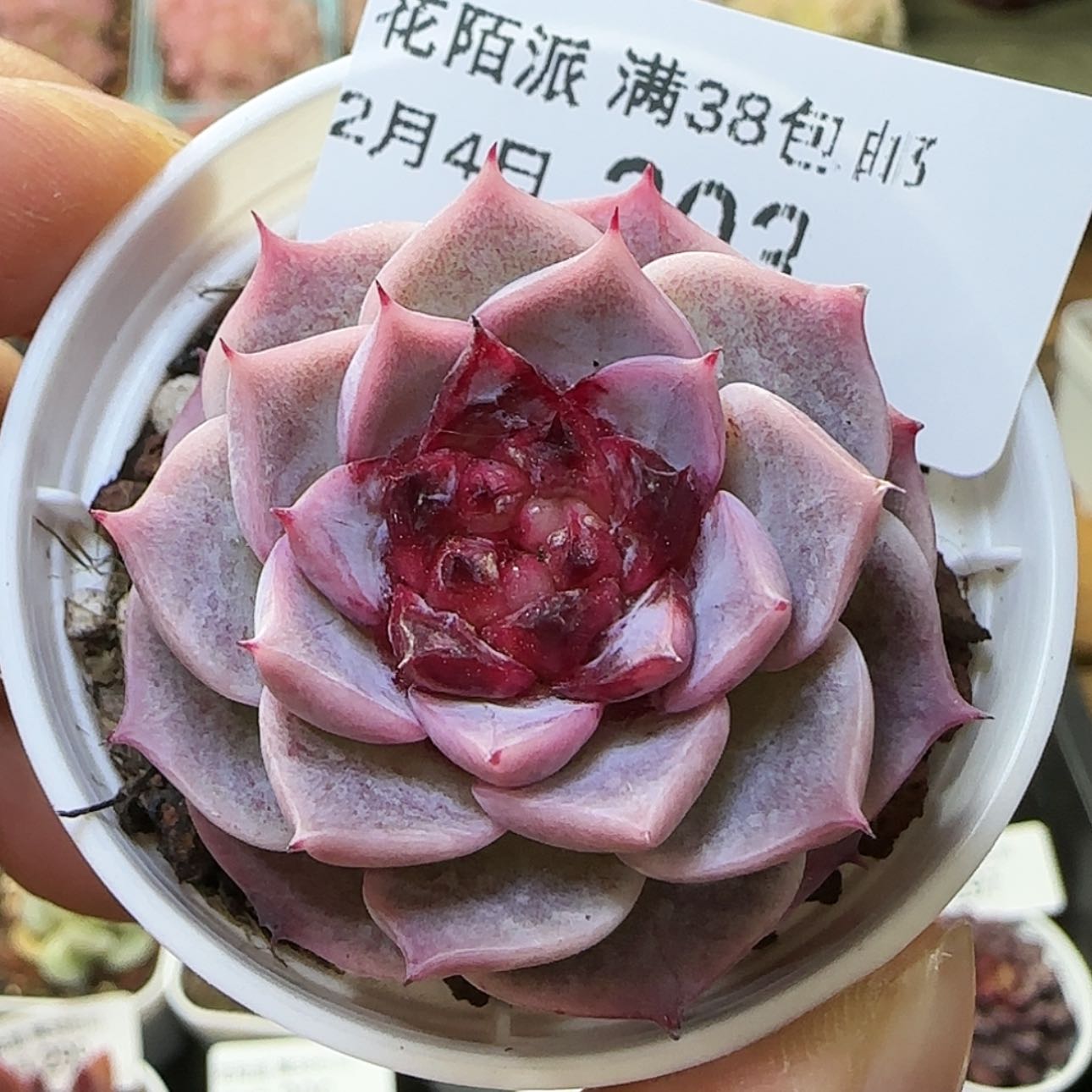 【闪购商品】0204-303糖心天鹅绒
