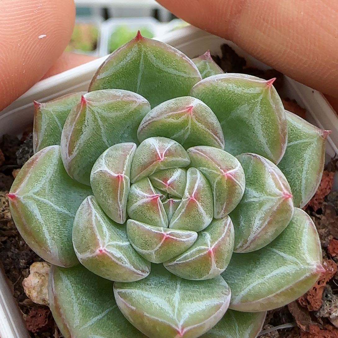 【闪购商品】0729-23雪花珍妮